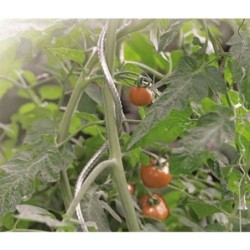 TUTOR ESPIRAL PARA TOMATES DIAM.7 180 CM GALVANIZA